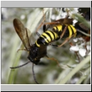 Tenthredo vespa - Blattwespe 02b.jpg
